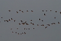 Pink-footed geese flock - B